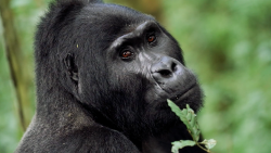A gorilla in Bwindi Impenetrable National Park.