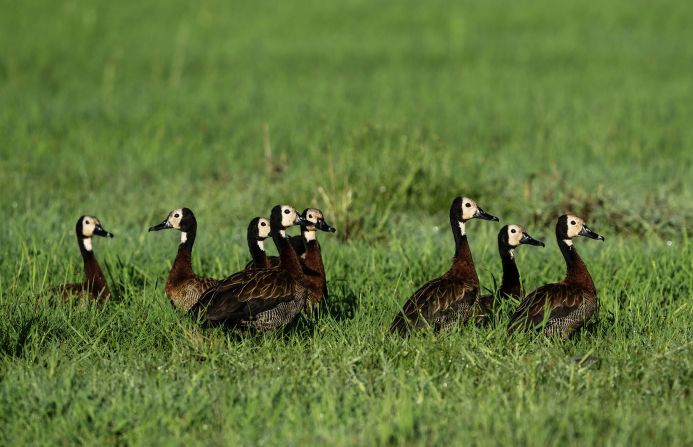 The ranch, a 27-square-mile (70-square-kilometer) plot of land in central Uganda, is mix of swamps, savannah and woodland. It is home to wildlife, including leopards, giraffe, zebra, warthogs and white-faced whistling ducks (pictured here).