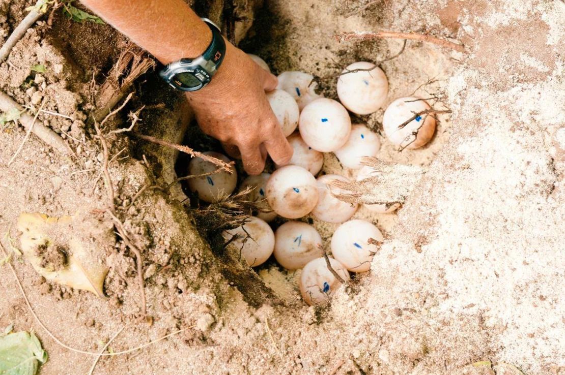 Visitors can assist research teams and scientists monitoring turtles.