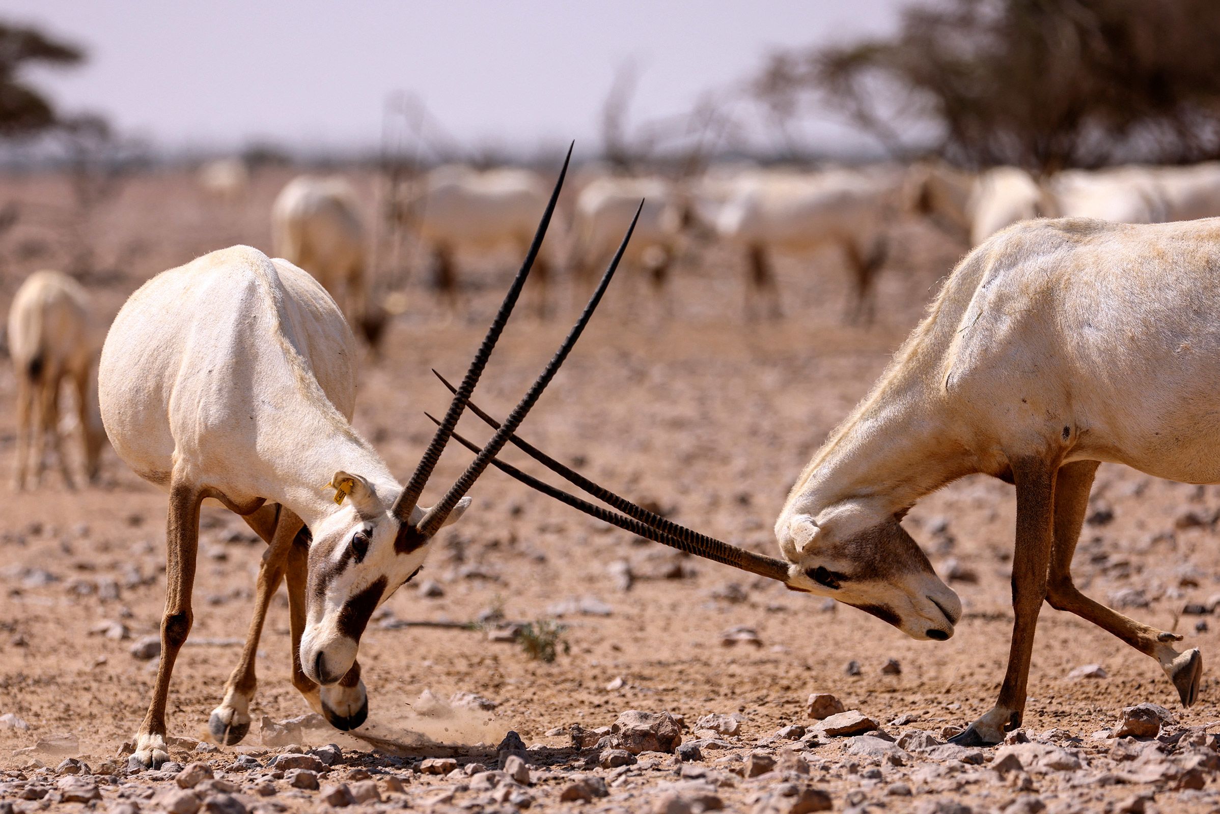 Two Arabian oryx lock horns in al-Wusta Wildlife Reserve for Environmental Conservation in Haima, Oman in 2021