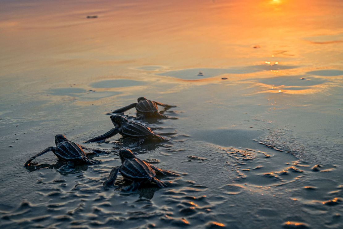 Baby Leatherback sea turtles head to the sea at sunset on Indonesia's Lhoknga Beach in February 2023.