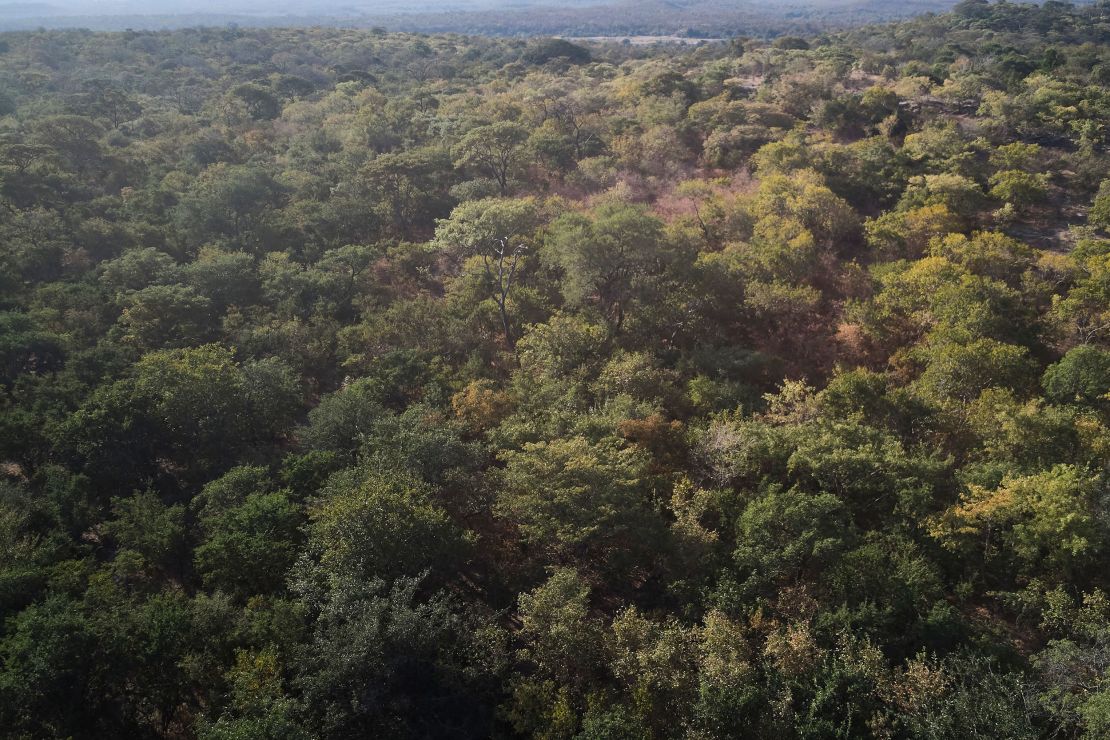 A drone photo of forest in the Mucheni conservancy in Binga, Zimbabwe -- part of the Kariba carbon offsets project.