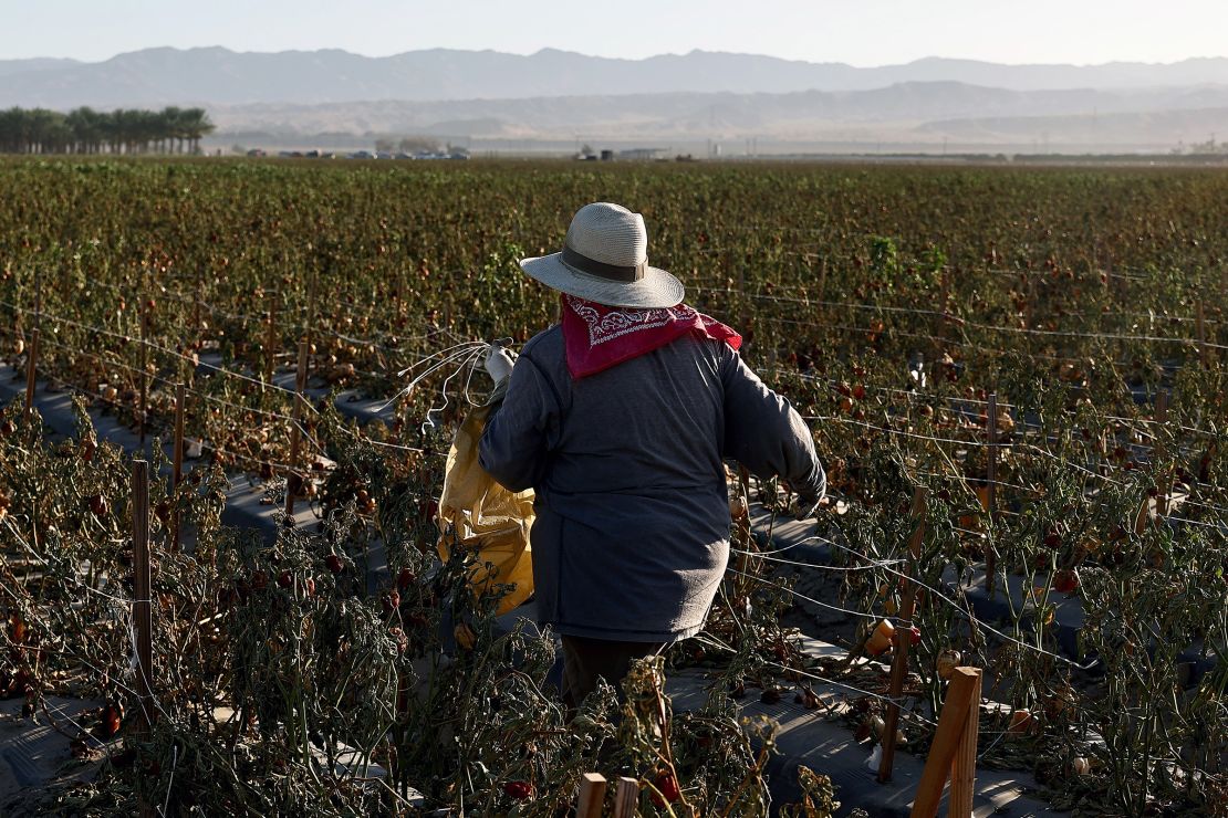 A farmworker wears protective clothing while working in a field during the morning heat on July 3, 2024, near Coachella, California.