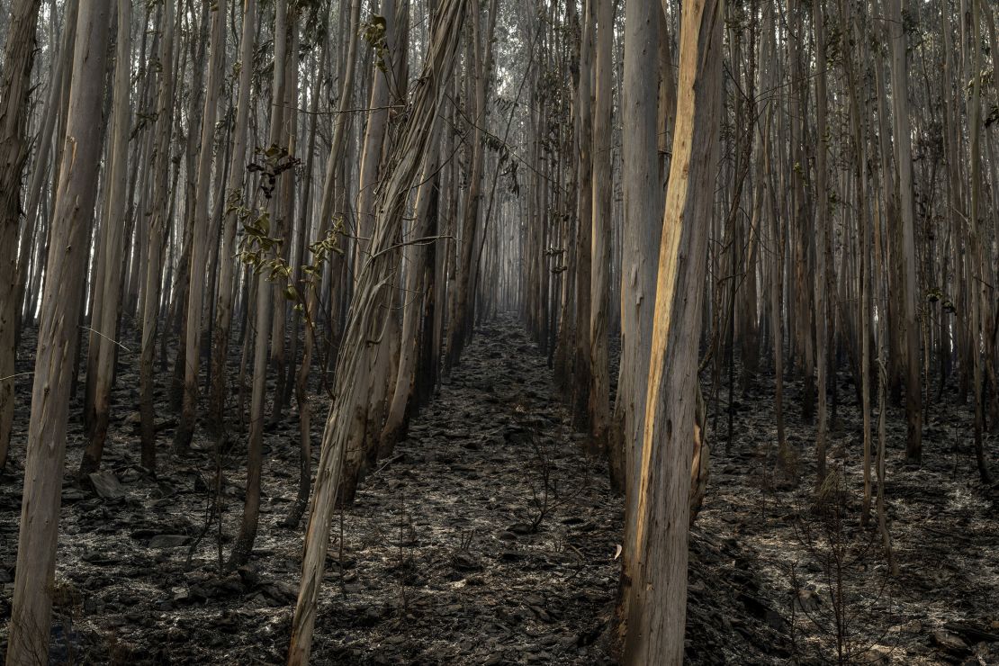 Burned out trees near the city of Agueda on September 19.