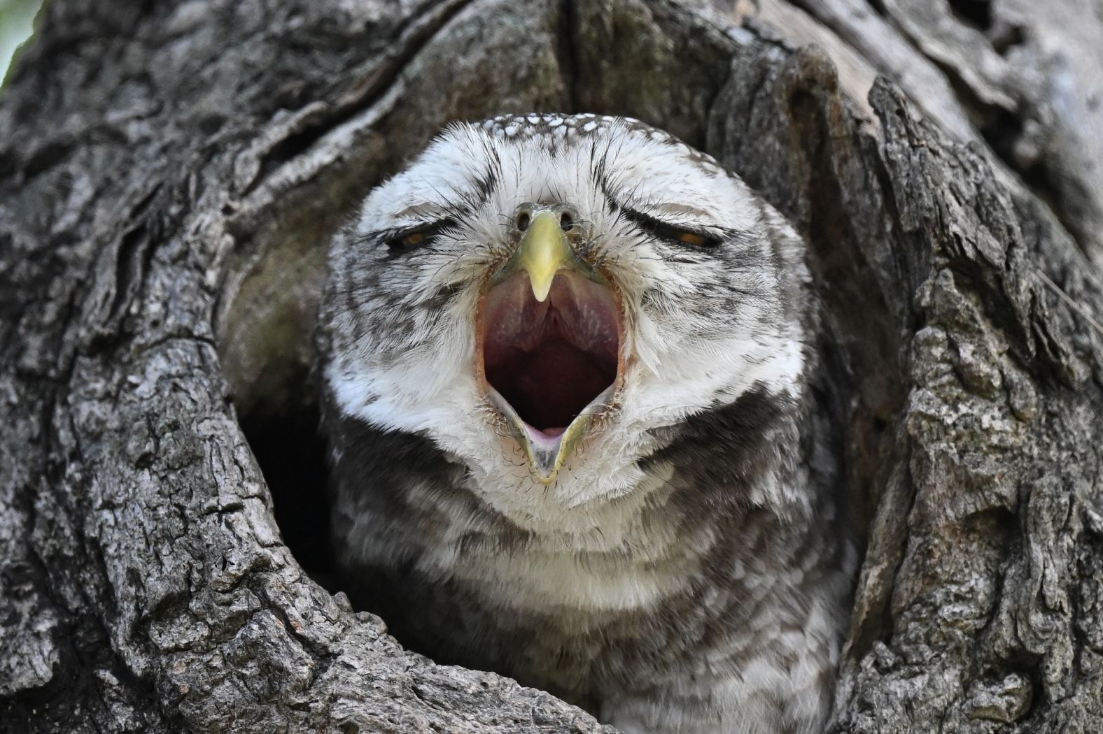 A spotted owlet yawns in a public park in Bangkok, Thailand, on Monday, November 11.