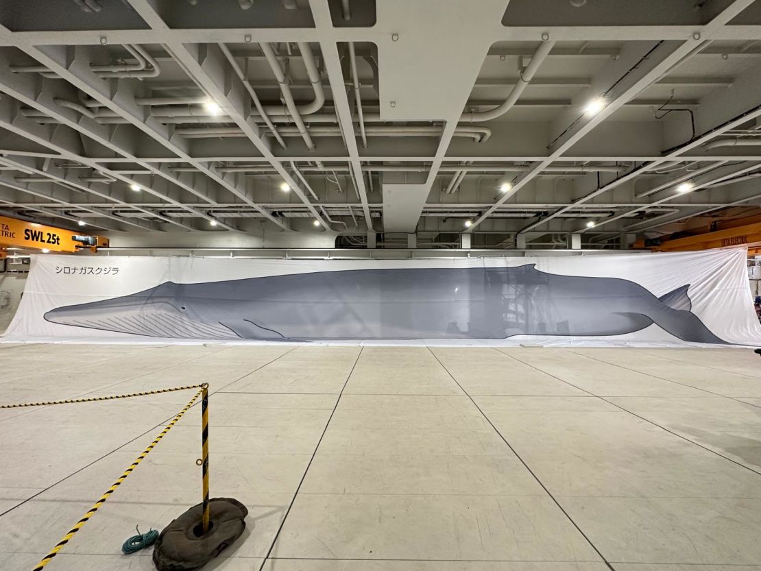 A life-size banner depicting what looks like an adult fin whale hung over a chopping area the size of at least two basketball courts.