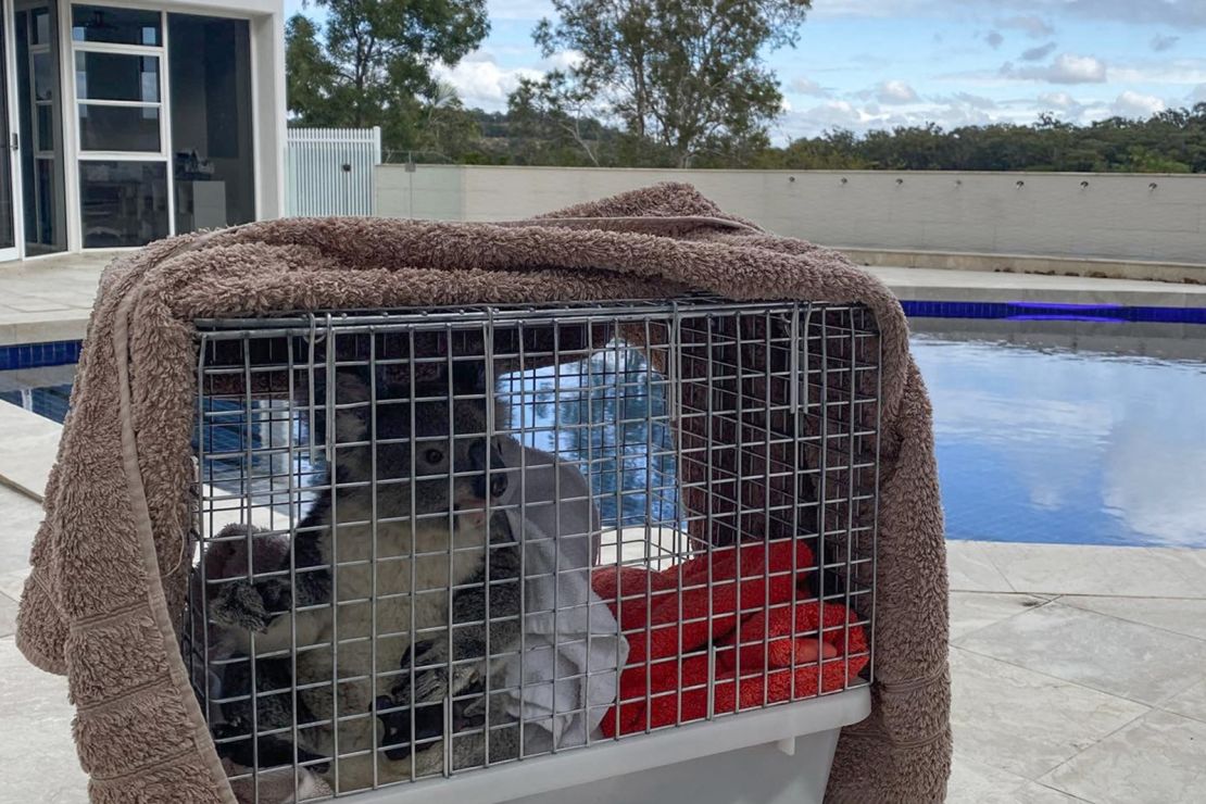 This koala was rescued from the pool area of a suburban backyard on August 6, 2024.