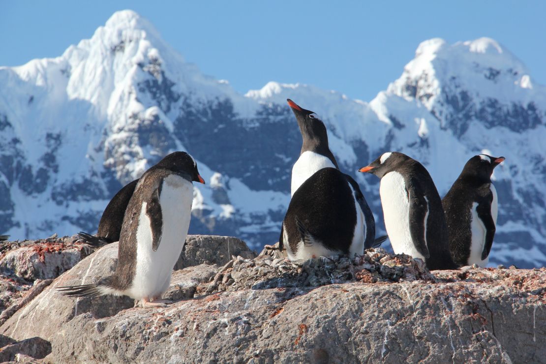 Counting penguins is one of the roles Port Lockroy staff have during their time in Antarctica.
