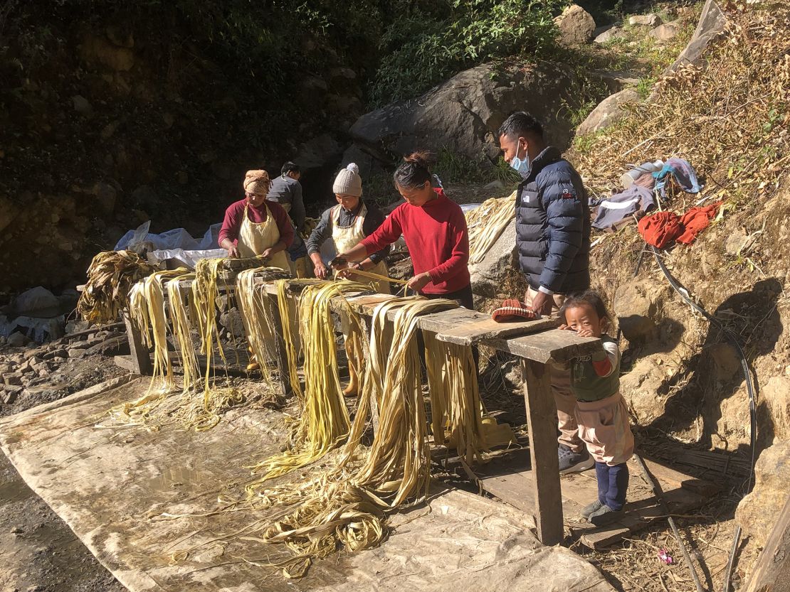 2023 yılında Nepal'in Katmandu kentinde kağıt çalı kabuğunu işleyen çiftçiler.