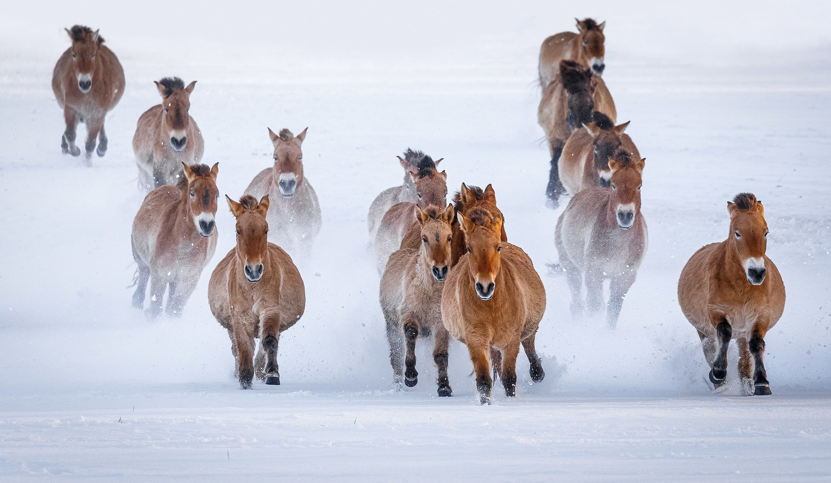 Przewalski’s horses are short and heavily built, typically <a href="https://nationalzoo.si.edu/animals/przewalskis-horse" target="_blank">around five feet (1.5 meters)</a> tall and weighing<strong> </strong><a href="https://nationalzoo.si.edu/animals/przewalskis-horse" target="_blank">between 550 and 800 pounds</a> (250 to 360 kilograms). Their aggressive demeanour and erect mane have drawn comparisons with zebras. They typically live on the steppes of Europe and Asia – vast, flat areas of unforested grassland where temperatures<strong> </strong>can be <a href="https://nationalzoo.si.edu/animals/przewalskis-horse#:~:text=Przewalski's%20horses%20once%20ranged%20throughout,Mongolia%2C%20China%2C%20and%20Kazakhstan." target="_blank">extreme</a>, reaching as high as 104 degrees Fahrenheit (40 degrees Celsius) in summer and minus 50 degrees Fahrenheit (minus 45 degrees Celsius) in winter. Their coats, those of this herd seen in the snow of Prague Zoo's breeding center in Dolní Dobřejov, Czech Republic, thicken in winter and shed, along with their manes, in spring. They live in family groups with a single stallion and several mares, explains Ganbaatar Oyunsaikhan, who has worked with Przewalski’s horses in Mongolia for 25 years, and group decisions are generally made democratically. At around two years old, young males are driven away by the stallion to find a new group. “They are truly beautiful creatures,” he says.