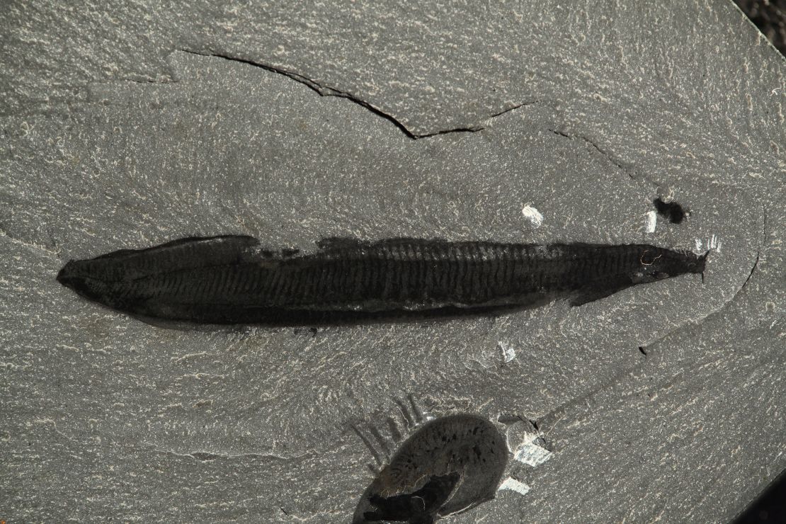 An image of a fossil specimen of Pikaia at the Smithsonian's National Museum of Natural History shows the intestinal canal, blocks of muscle tissue known as myomeres, and the dorsal nerve cord.  Light-colored sediment is visible within the gut (toward the head on the right).