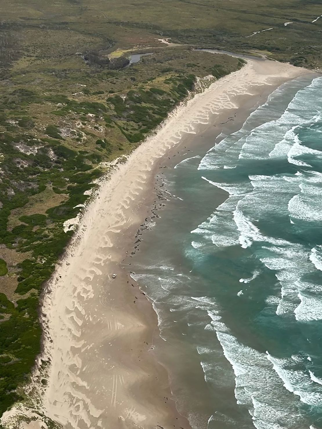 Whales stranded near Arthur River, on the west coast of Tasmania.