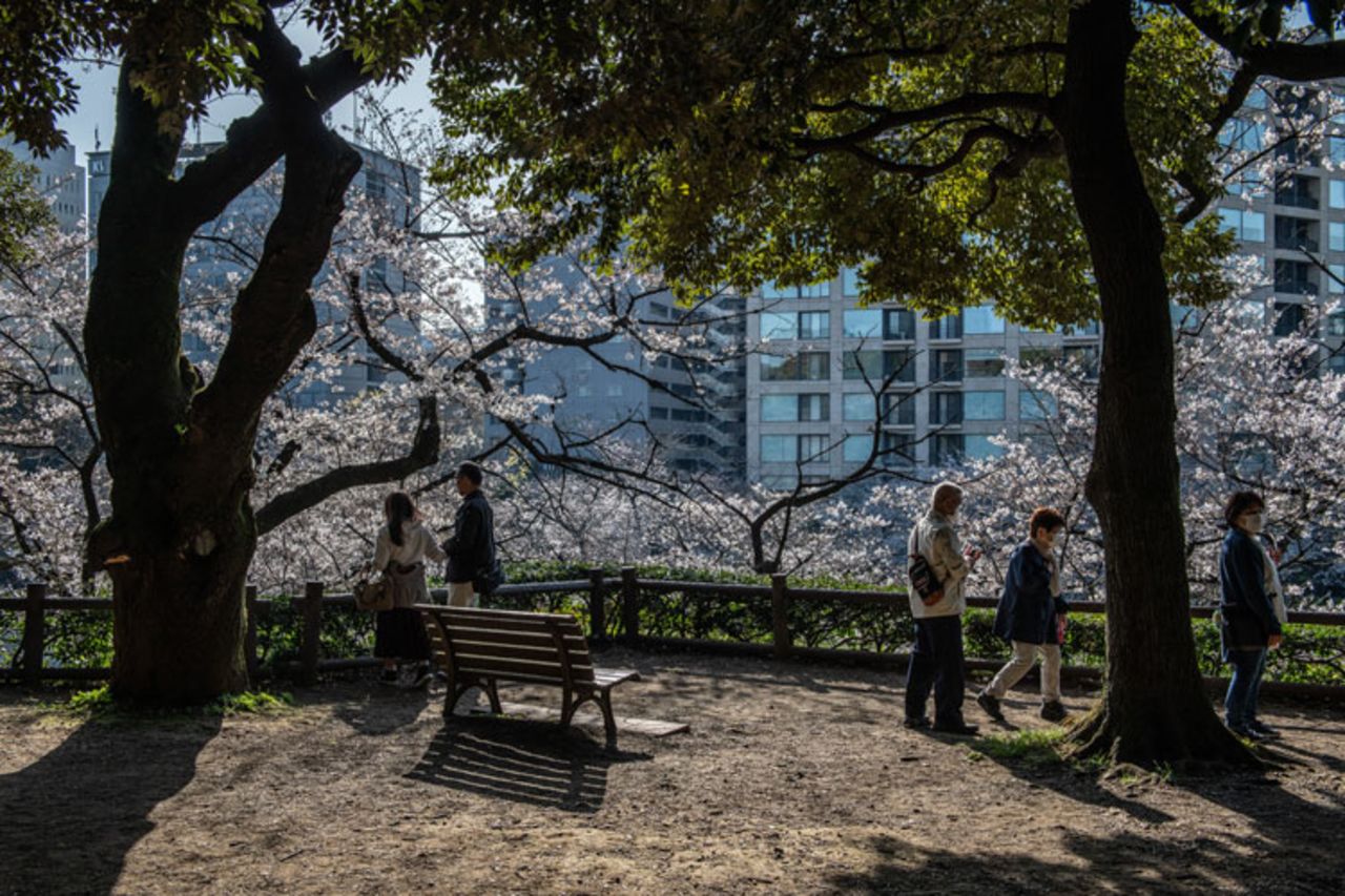 People enjoy blossoms during cherry blossom season on March 26 in Tokyo, Japan. 