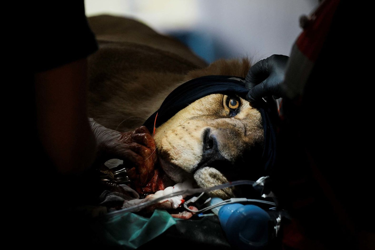 A lioness receives dental treatment from the animal welfare organization Four Paws at a former zoo on the outskirts of Buenos Aires on Thursday, October 30.