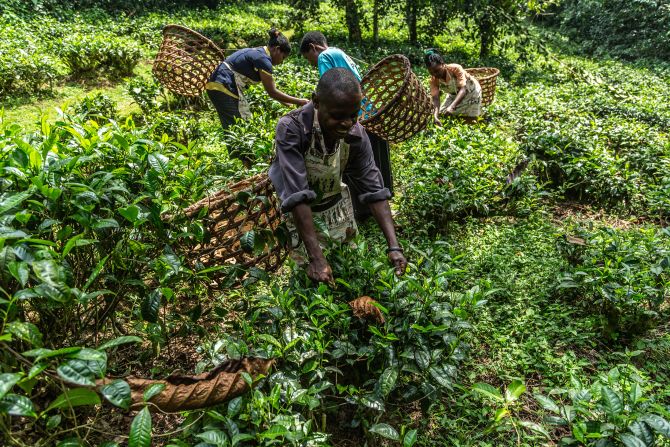 <strong>Bwindi lodge tea project: </strong>Volcanoes Safaris runs a small tea plantation at one of its lodges. Tea is seen as a useful buffer crop on the outskirts of gorilla habitats since the animals do not eat tea plants and are not tempted into raids on human agriculture.