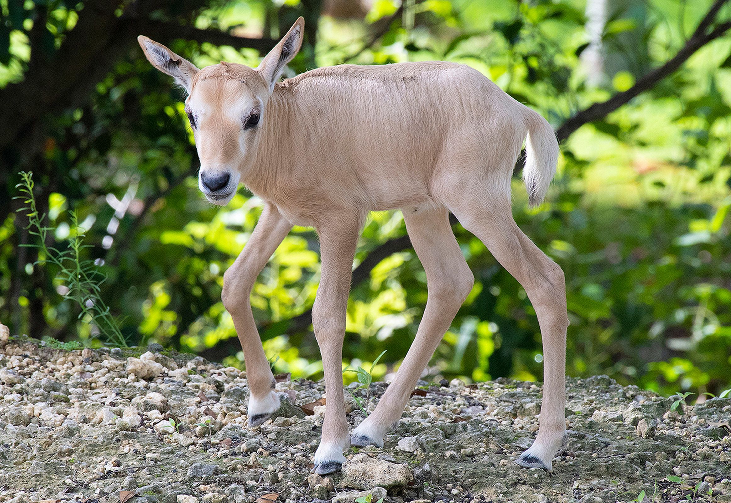 The successful recovery of Arabian oryx has been a collaborative effort