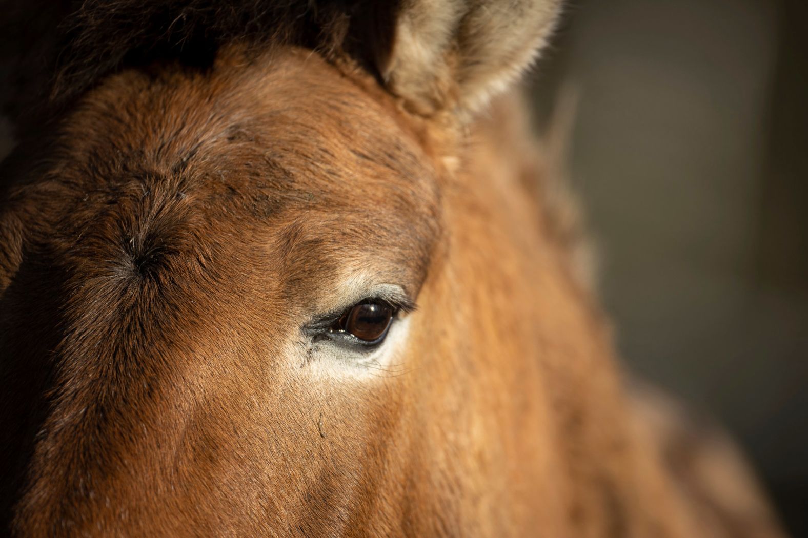 In the early 20th century, the population of Przewalski’s horses <a href="index.php?page=&url=https%3A%2F%2Fpmc.ncbi.nlm.nih.gov%2Farticles%2FPMC6769756%2F" target="_blank">collapsed</a>. According to Prague Zoo, by 1945 there were just two prosperous breeding groups, in Prague and Munich. In 1959, the zoo established the international studbook for the species – a record of the locations and sex of all known Przewalski’s horses in the world – in an attempt to grow its population through collaboration. This image shows a Przewalski's horse in a designated wilderness zone near Dallgow-D'beritz, Brandenburg, Germany, on November 16, 2020.