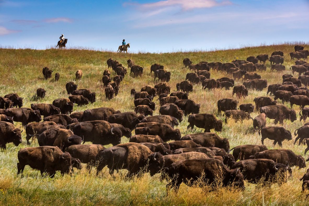 <strong>Where the bison roam:</strong> Custer State Park is home to a herd of about 1,400 bison.