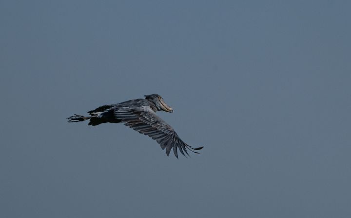 Ziwa attracts lots of birdwatchers, keen to see the bizarre, prehistoric-looking shoebills.