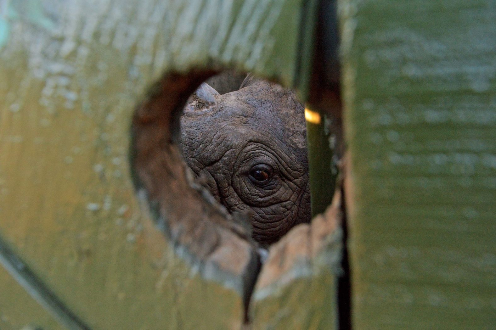 More recent conservation initiatives have involved relocating groups of black rhinos to create new populations where the ancestral one has died out. The <a href="https://www.wwf.org.za/our_work/initiatives/black_rhino_expansion/" target="_blank">Black Rhino Range Expansion Project (BRREP)</a>, for example, was founded in 2003 and is a partnership between the WWF, state conservation organizations and local landowners in southern and eastern Africa. This flagship organization adopted a method of <a href="https://www.cnn.com/2021/03/17/world/rhino-airlift-upside-down-hnk-spc-intl/index.html">airlifting the rhinos</a> by helicopter when translocating them over tough terrain, refining the technique over time. <a href="https://www.wwf.org.za/our_news/our_blog/helicopters_revolutionise_rhino_conservation/" target="_blank">Early methods</a> involved loading rhinos into nets or crates, suspended below a helicopter – however, the team found that the crates swung dangerously and the nets put undue pressure on the rhino’s body. Here, a rhino peeks through a hole in its shipping crate, as it is translocated between conservancies in Kenya.