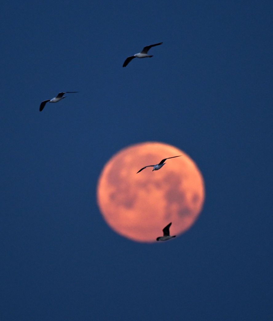 Birds fly in front of the full moon over Istanbul, Turkey, on Friday.