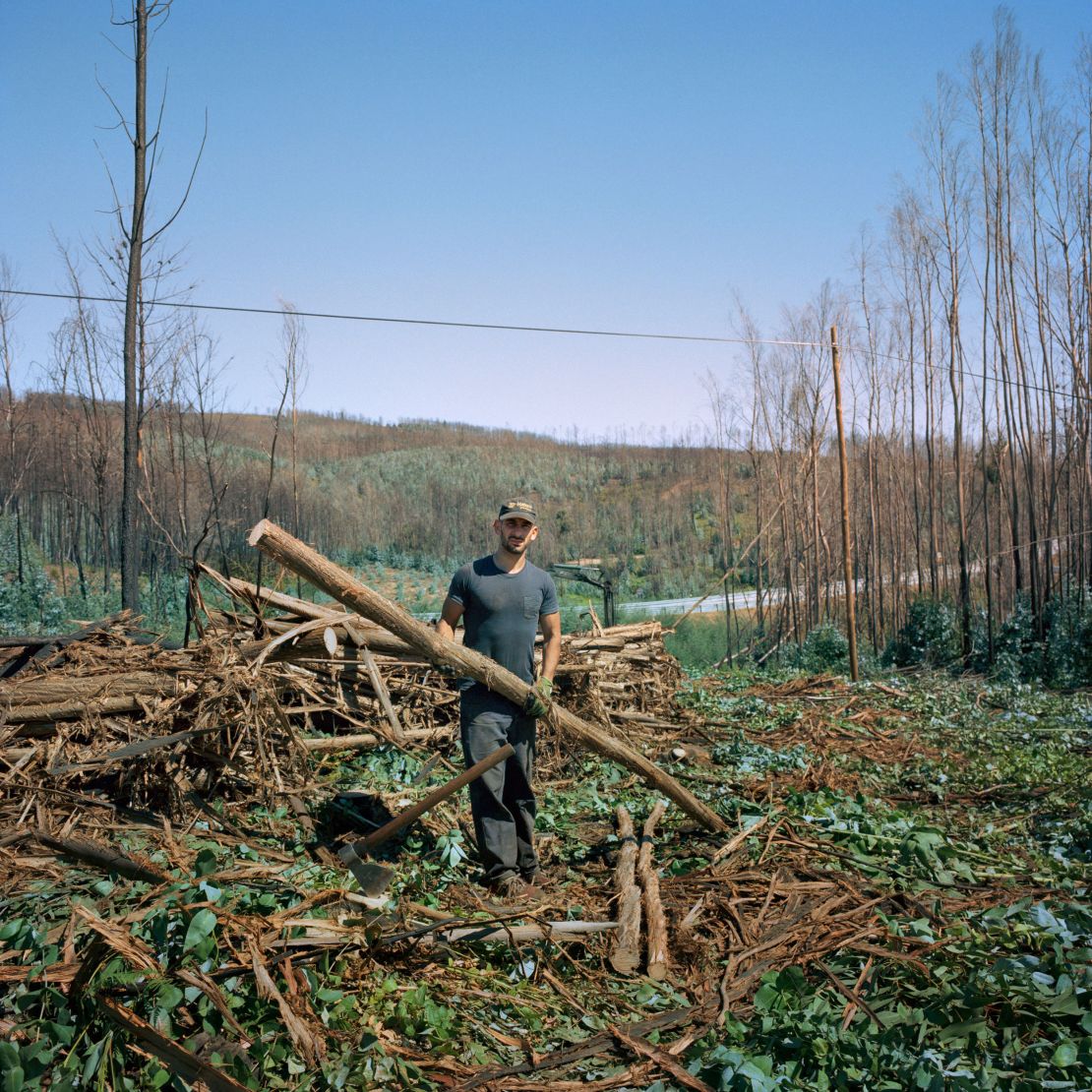 Eucalyptus trees in forests and plantations take up nearly a tenth of Portugal's land.