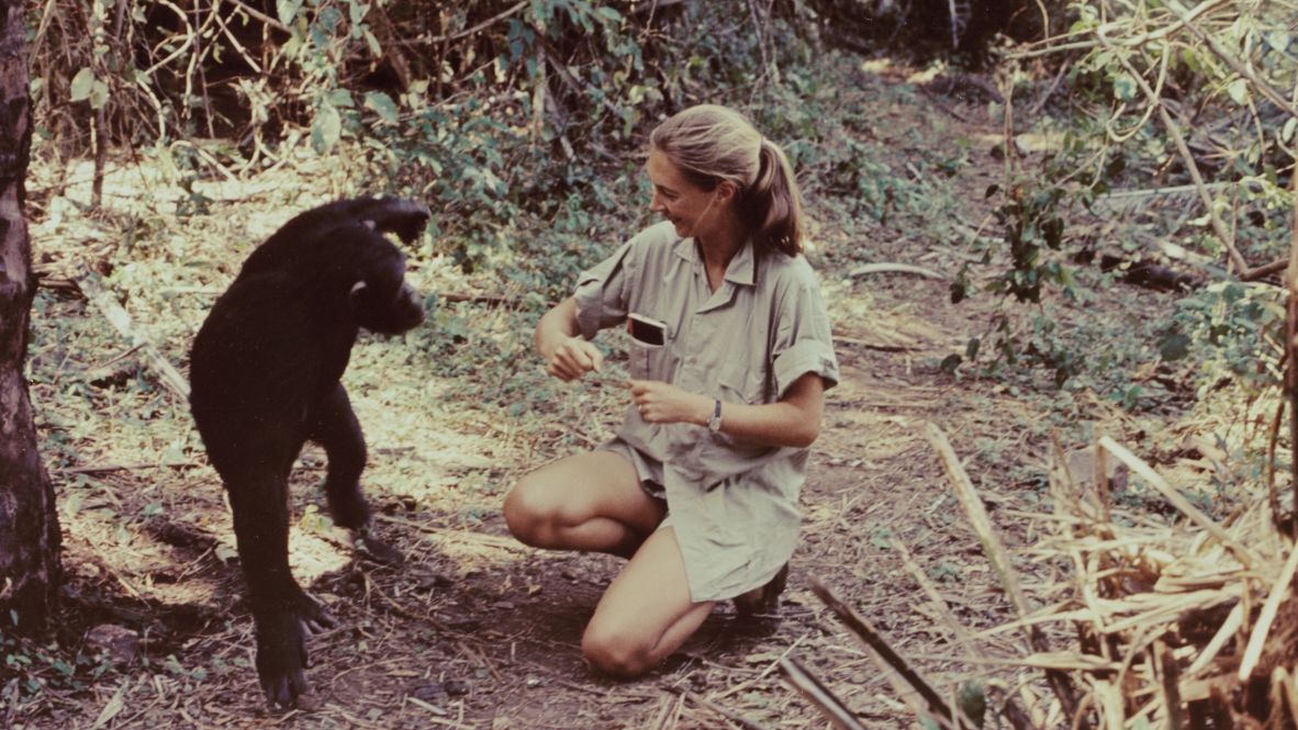 Goodall appears in the television special "Miss Goodall and the World of Chimpanzees" in 1965. Goodall arrived at the Gombe Stream Chimpanzee Reserve in 1960 at the request of her boss, renowned anthropologist and paleontologist Louis Leakey.