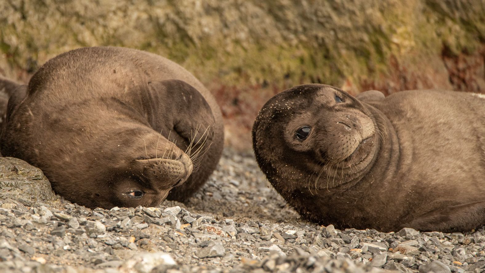 Today, the species is far more elusive, found mainly in the eastern Mediterranean, with <a href="https://www.mmc.gov/priority-topics/species-of-concern/mediterranean-monk-seal/" target="_blank">the largest populations</a> along the coastlines and hidden caves of Greece, Turkey, and Cyprus. Another population is found in Cabo Blanco, on the coast of Mauritania, northwest Africa. Dimitri Tsiakalos, of <a href="https://www.mom.gr/about-mom" target="_blank">The Hellenic Society for the Study and Protection of the Monk Seal</a> (MOm), a Greek conservation organization, says that Cabo Blanco is where you can still see a big colony where all the seals stick together: “That’s the sort of behavior they used to have in ancient times.”