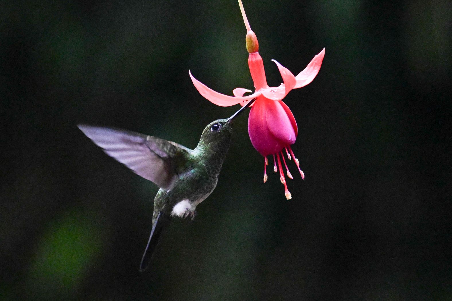 A hummingbird known as a buff-winged starfrontlet is seen during the Colombian Bird Fair in Cali, Colombia, on Thursday, February 13.