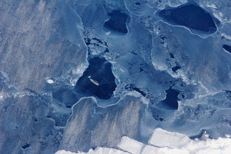 A female narwhal surfaces in an open ocean area surrounded by sea ice near western Greenland. As oceans warm and annual sea ice expansion is delayed, narwhals are threatened by flash freezing, which could trap them underwater with no open ocean to breathe through.