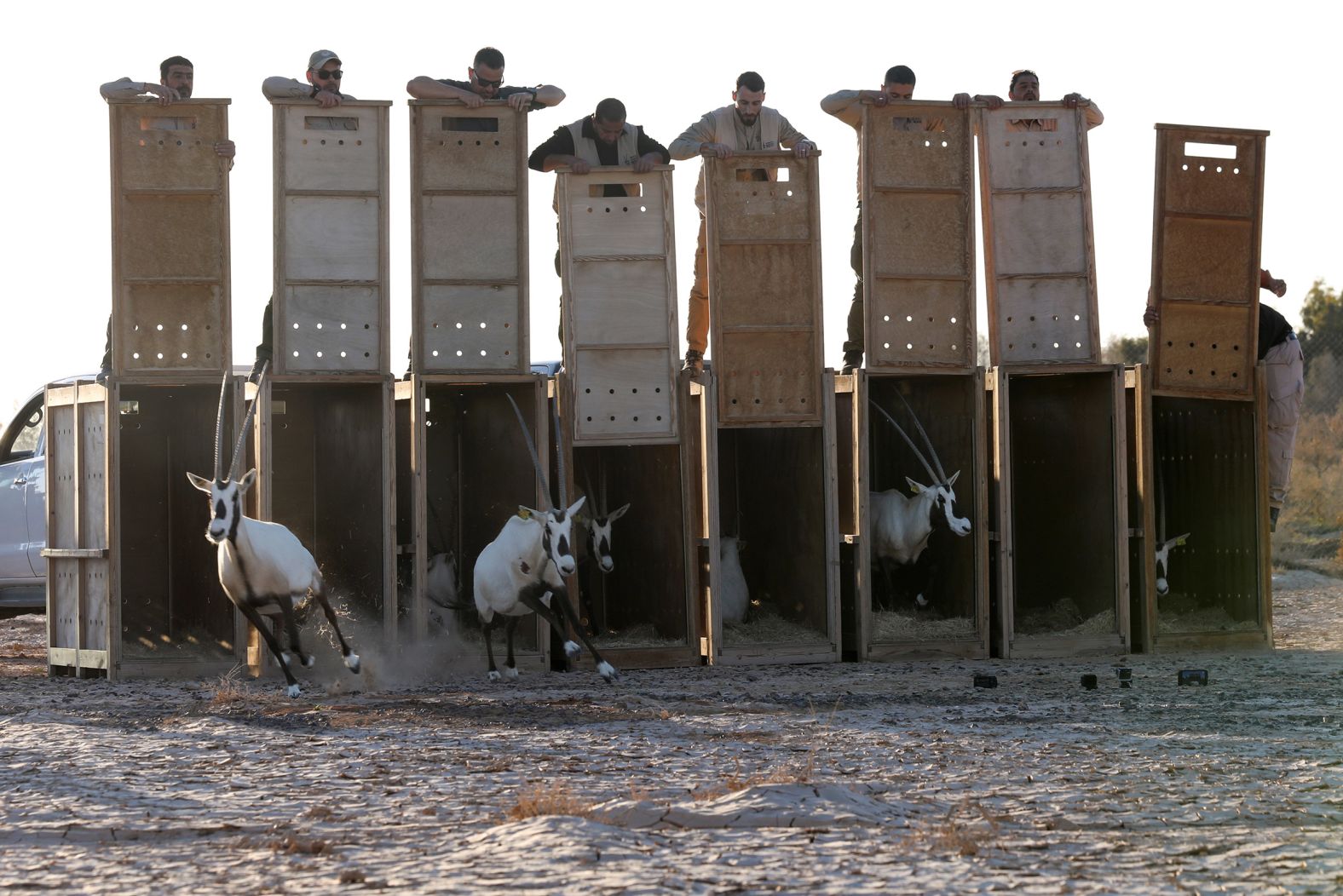 Two decades later, thanks to a <a href="https://www.phoenixzoo.org/blog/zoo-news/saving-species-arabian-oryx/" target="_blank">joint effort</a> from multiple governments, zoos and conservation groups, the project began reintroducing the animals into the wild. In 2007, nations across the species’ range came together to form a <a href="https://www.arabianoryx.org/wp-content/uploads/2022/09/Arabian-oryx-strategy.pdf" target="_blank">conservation strategy</a> to continue to preserve the species, including a <a href="https://www.iucnredlist.org/species/15569/50191626#conservation-actions" target="_blank">regional studbook</a> that keeps a record of captive populations to control breeding. In this 2022 picture, members of The Royal Society for the Conservation of Nature and Abu Dhabi's Environment Agency release Arabian oryx into the Shaumari Wildlife Reserve in Azraq, Jordan.