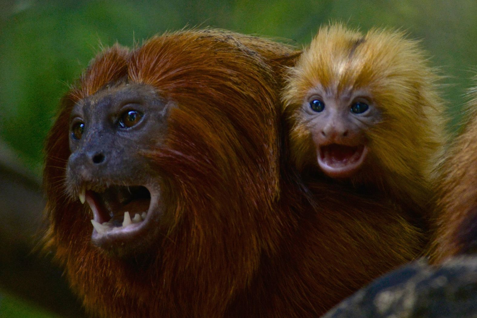 The early projects were hugely successful, boosting the wild golden lion tamarin population to around 3,700 individuals in 2014. However, towards the end of 2016, the tamarins suffered a devastating blow: Brazil’s most severe yellow fever outbreak in 80 years caused populations to collapse, declining <a href="index.php?page=&url=https%3A%2F%2Fwww.nature.com%2Farticles%2Fs41598-019-49199-6" target="_blank">by 32% to an estimated 2,500 individuals by 2018</a>.