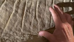 The scaly skin of a crest over the back of the juvenile duck-billed dinosaur Edmontosaurus annectens, nicknamed “Ed Jr.” The juvenile duckbill, estimated to be about two years old at the time it died, is the only juvenile dinosaur mummy ever discovered 