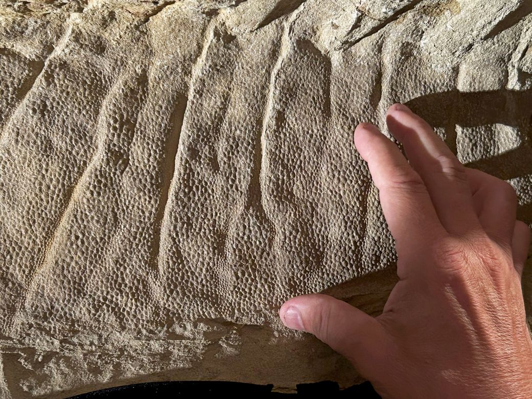 The scaly skin of a crest over the back of the juvenile duck-billed dinosaur Edmontosaurus annectens, estimated to be about 2 years old at the time it died.