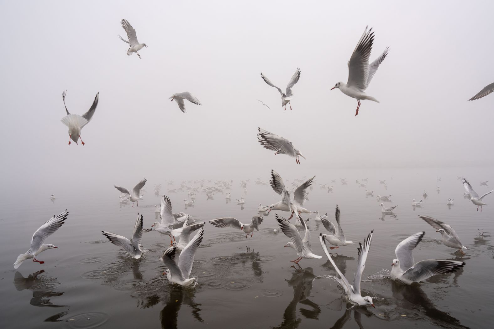 Seagulls fly over the Yamuna River as it was engulfed in a thick later of smog in New Delhi on Thursday, November 14. As of last week, <a href="index.php?page=&url=https%3A%2F%2Fwww.cnn.com%2F2024%2F11%2F20%2Findia%2Fdelhi-pollution-clinic-smog-climate-intl-hnk">nowhere else on the planet has air so hazardous to human health</a>, according to global air quality monitors.