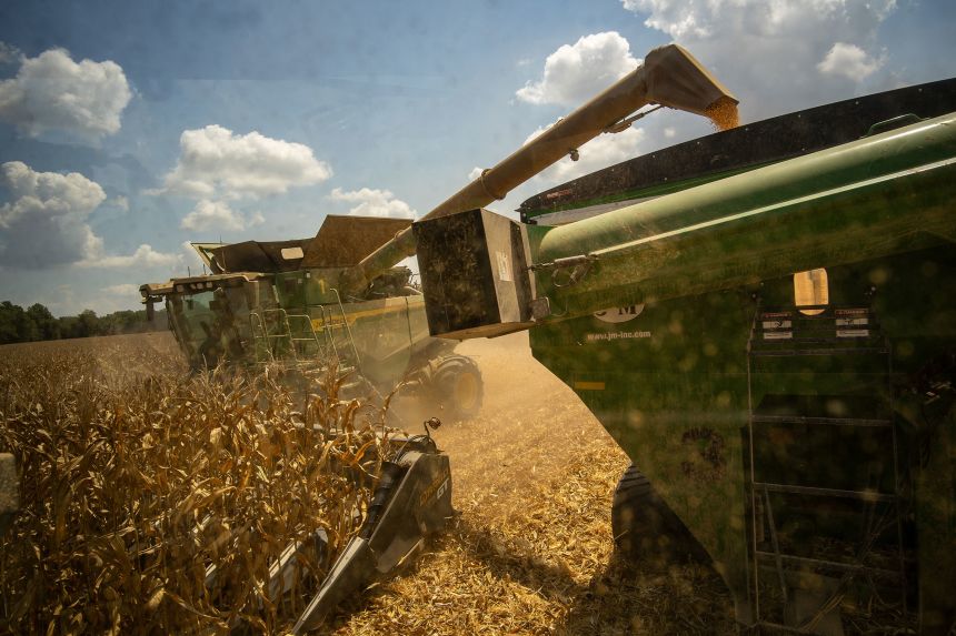 A combine harvester cuts rows of corn during a harvest at a farm in Dockery, Mississippi, on August 14.