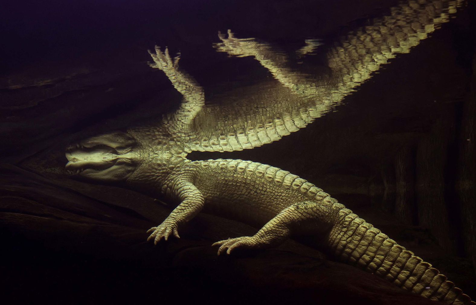 A rare albino alligator named Claude is reflected in water as it sits in its enclosure at the California Academy of Sciences, a museum in San Francisco, on Wednesday, September 17. Claude recently turned 30.