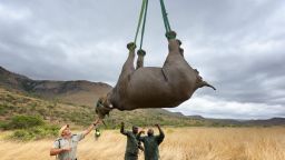 DURABN, SOUTH AFRICA - OCTOBER 8 (SOUTH AFRICA OUT): Jed Bird  supervises as a black rhino is airlifted to a new habitat on October 8, 2013, in South Africa. The Black Rhino Range Expansion Project is focused on the conservation of the critically endangered black rhino. Here, 6 rhino are removed from Ithala Game Reserve to a new, undisclosed conservation area.  The animals airlifted out of an inaccessible bush area and moved to a more accessible area. They are then fitted with a radio transmitter before being crated and moved (by vehicle) to a new, more secure location. (Photo by Martin Harvey/Gallo Images/Getty Images)
