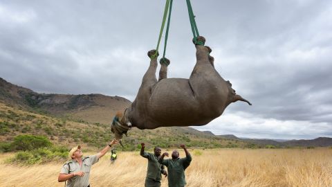 DURABN, SOUTH AFRICA - OCTOBER 8 (SOUTH AFRICA OUT): Jed Bird  supervises as a black rhino is airlifted to a new habitat on October 8, 2013, in South Africa. The Black Rhino Range Expansion Project is focused on the conservation of the critically endangered black rhino. Here, 6 rhino are removed from Ithala Game Reserve to a new, undisclosed conservation area.  The animals airlifted out of an inaccessible bush area and moved to a more accessible area. They are then fitted with a radio transmitter before being crated and moved (by vehicle) to a new, more secure location. (Photo by Martin Harvey/Gallo Images/Getty Images)