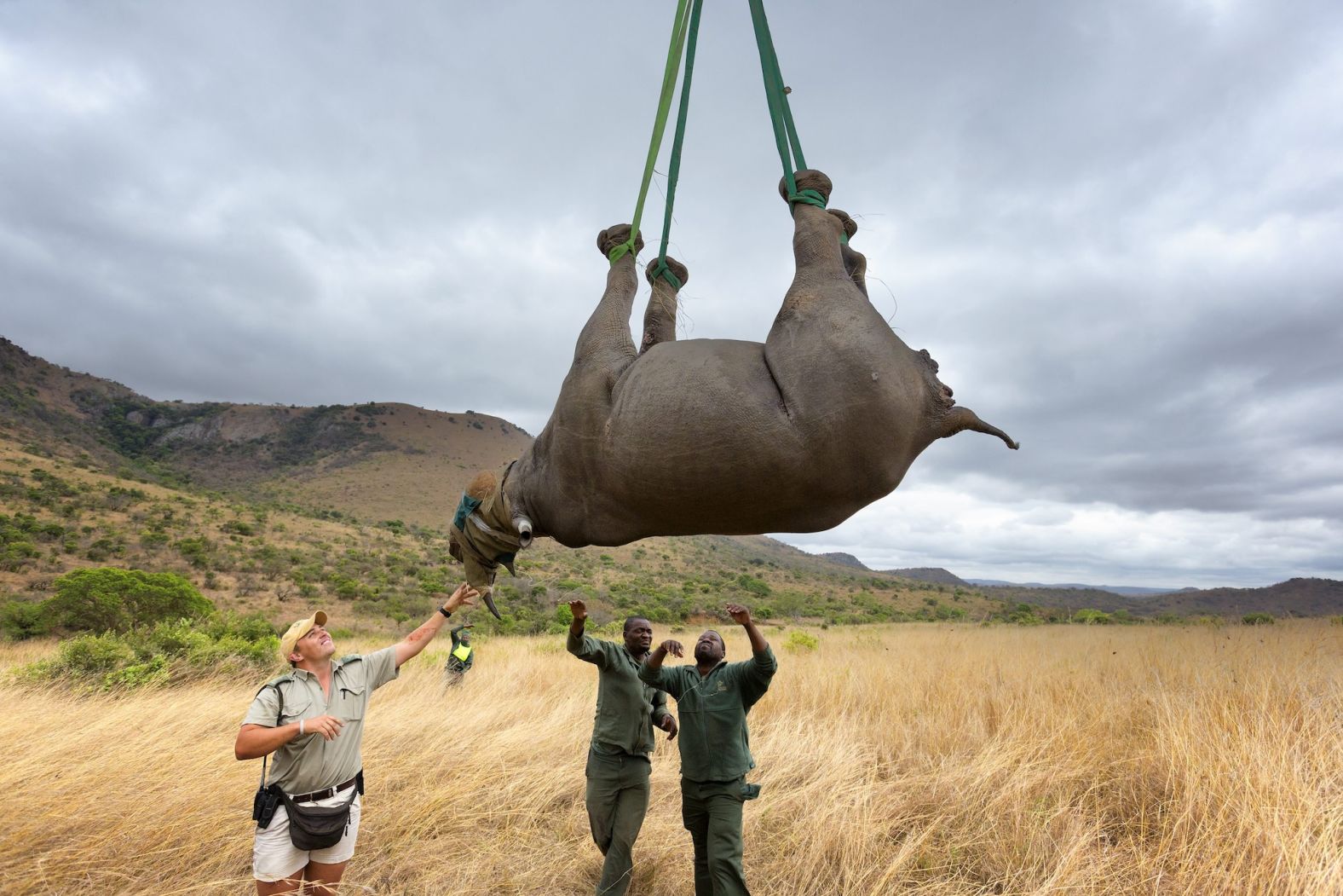 In 2012, the BRREP team decided to trial a new technique which they coined the “flying rhino.” It involved <a href="https://www.cnn.com/2021/03/17/world/rhino-airlift-upside-down-hnk-spc-intl/index.html">suspending a rhino upside down</a>, tethered to a helicopter by its feet. Though this may look ridiculous, it takes significantly less time and requires far fewer people than loading a rhino into a crate or net: minimizing costs and time spent under anaesthetic. A <a href="https://meridian.allenpress.com/jwd/article/57/2/357/451340/THE-PULMONARY-AND-METABOLIC-EFFECTS-OF-SUSPENSION" target="_blank">2021 study</a> even revealed that hanging completely upside down boosted blood oxygen levels. This photo shows one of six rhinos airlifted out of the Ithala Game Reserve in South Africa in 2013.