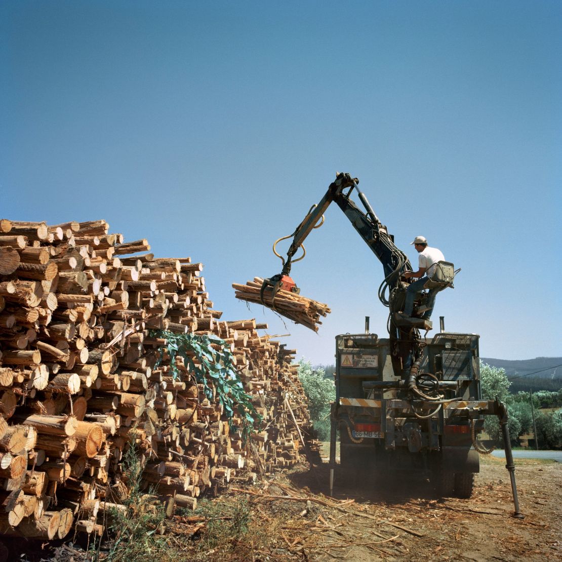 The eucalyptus tree was introduced in Portugal in the early 19th century, but plantations expanded during a timber and paper boom in the mid-1900s.