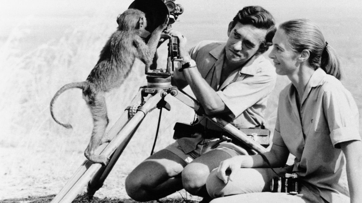 Goodall and van Lawick behind the camera in 1974. Goodall was the first to observe chimps eating meat. Before that, they were thought to be vegetarians. She also observed the first recorded instance of chimps making and using tools.