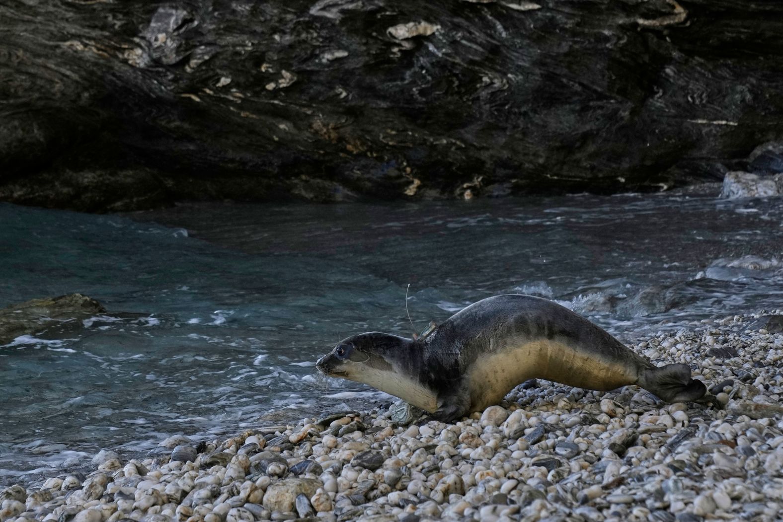 In regions like Greece and Mauritania, centuries of persecution led the seals to abandon open beaches and adapt to using hidden marine caves for breeding and resting. Yet, there are signs that they are starting to slowly resume their oldhabits. “We’ve recorded births and nursing on open beaches again,” Tsiakalos explains. “It shows that as human attitudes improve, the seals are regaining confidence and returning to their original behavior.”