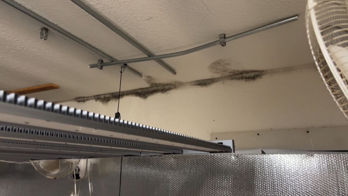 Mold growing on the wall and ceiling inside a marijuana grow house.