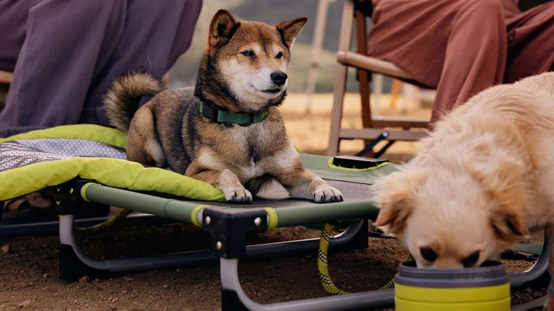 Parachute clearance dog bed