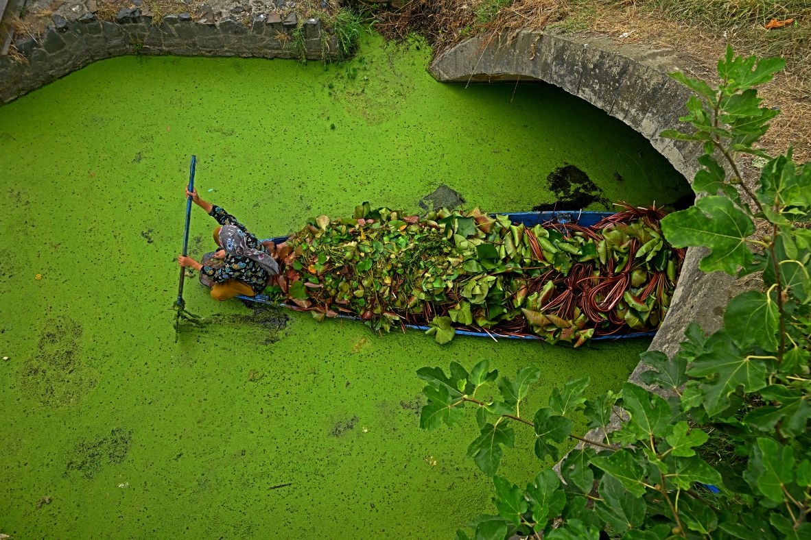 A woman rows a boat carrying lotus roots through the Dal Lake in Srinagar, India, on Wednesday, June 25.