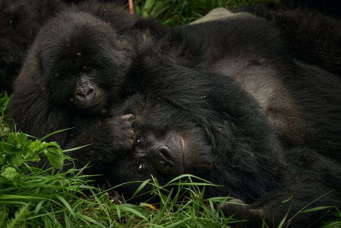 <strong>Closest relatives: </strong>Bwindi Impenetrable Forest is home to the largest mountain gorilla population in the world, with over 500 roaming the dense woodland. The animals share 98% of their DNA with humans.