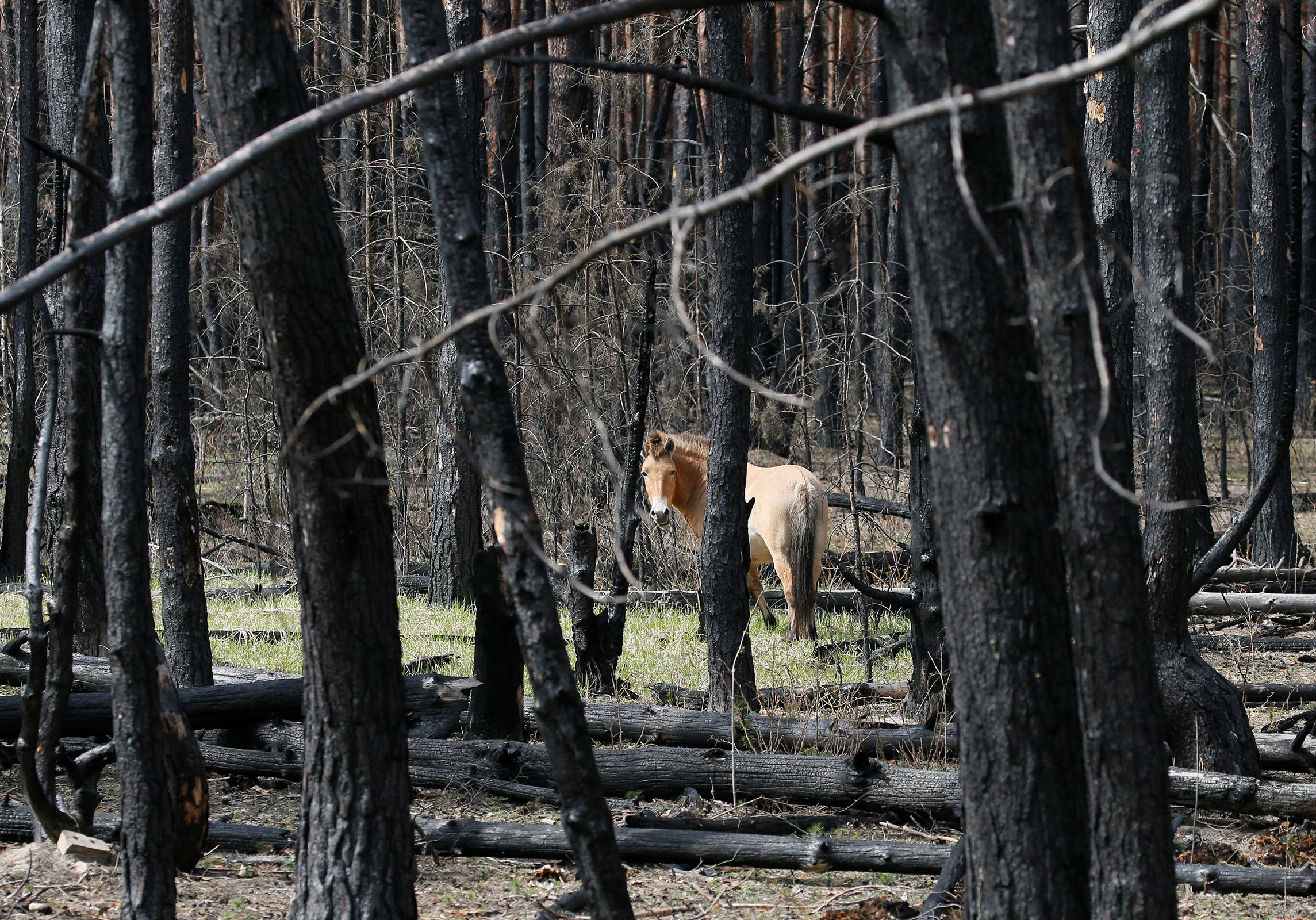 Ukraine’s Chernobyl exclusion zone – an area of 1,000 square miles (2,600 square kilometers) around the site of the nuclear disaster – has become a haven for wildlife since it became unsuitable for human habitation in 1986. 12 years later, around 30 Przewalski’s horses were released into the zone. Like other animals in the undisturbed ecosystem, the horses have flourished, now numbering <a href="https://phys.org/news/2021-04-wild-horses-flourish-chernobyl-years.html#:~:text=It%20was%20reintroduced%20by%20scientists,over%20the%20border%20in%20Belarus.&text=%22Paradoxically%2C%20this%20is%20a%20unique,the%20region%2C%22%20he%20said." target="_blank">approximately 150</a>, including this one seen on April 12, 2021.