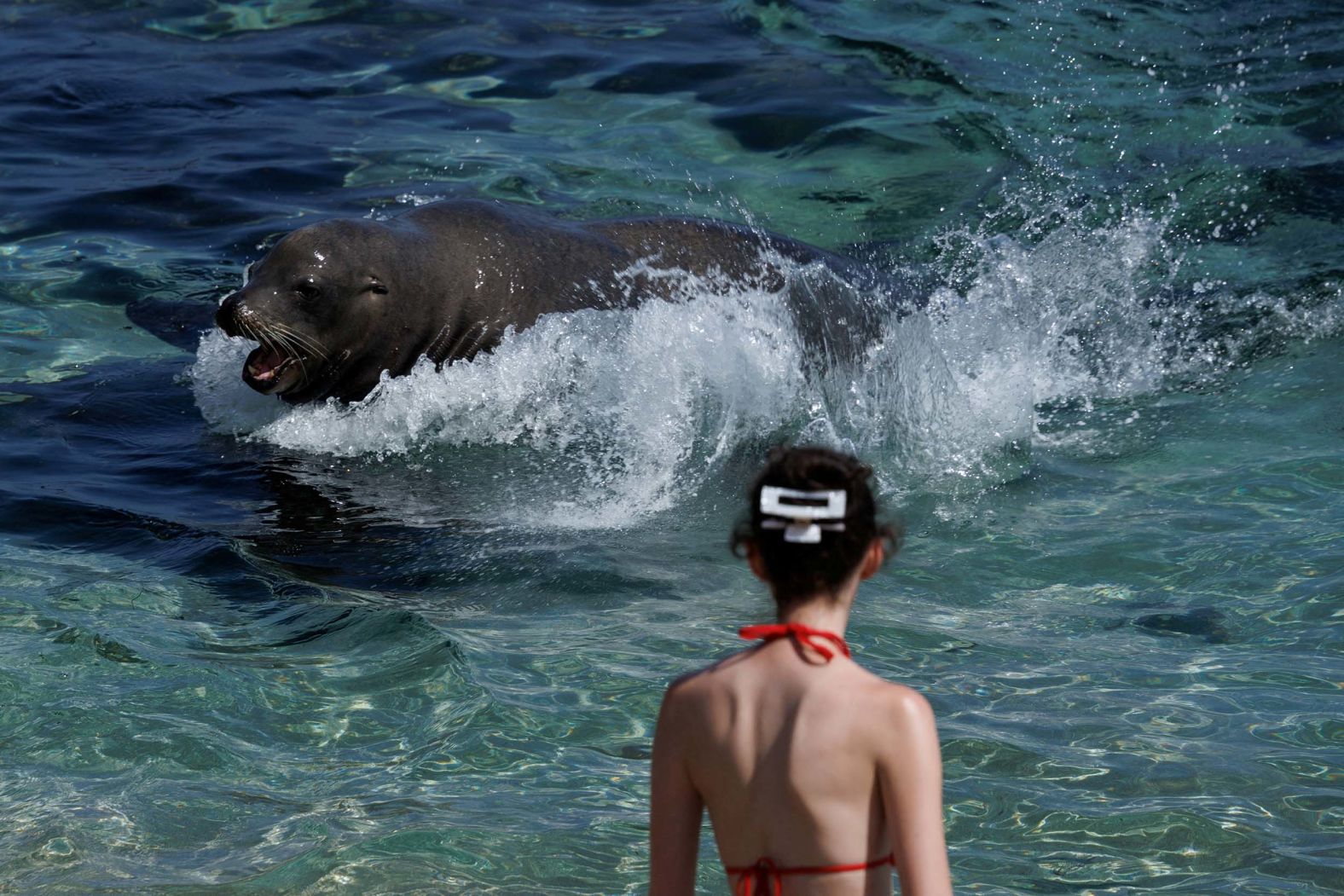 A sea lion makes its way to a beach in San Diego on Wednesday, September 3.