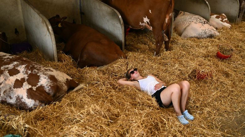 A person rests among Dairy Shorthorn cattle on the third day of the Great Yorkshire Show in Harrogate, northern England on July 10, 2025. The agricultural show, which was first held in 1838, showcases all aspects of country life. Organised by the Yorkshire Agricultural Society (YAS), it is held each July and attracts around 140,000 visitors over the four days. (Photo by Oli SCARFF / AFP) (Photo by OLI SCARFF/AFP via Getty Images)          